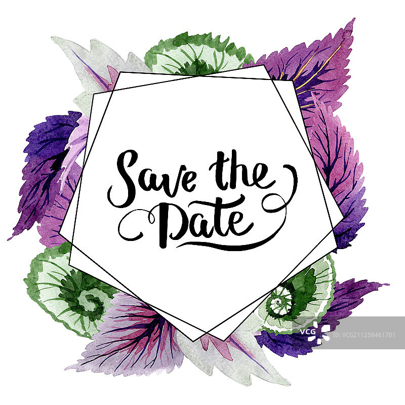 秋海棠绿紫色叶子，水彩背景插图集，边框装饰方块图片素材