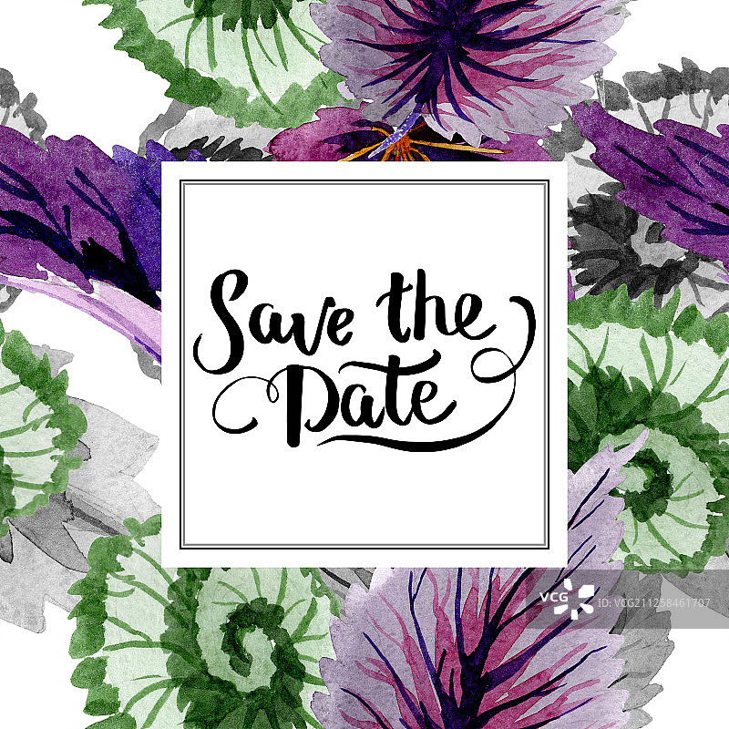 秋海棠绿紫色叶子，水彩背景插图集，边框装饰方块图片素材