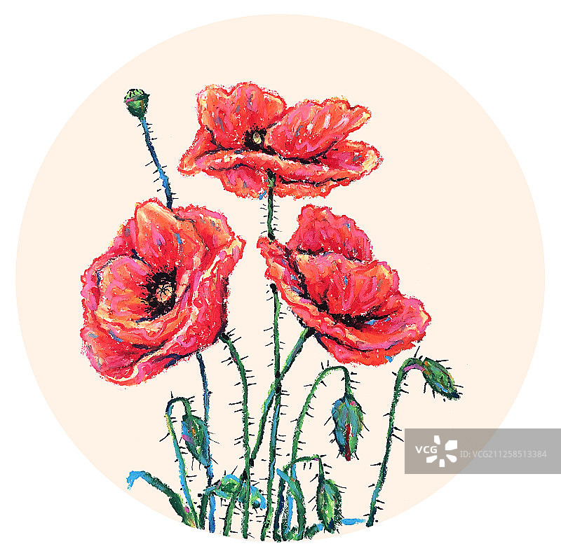 油画棒蜡笔插画-虞美人图片素材