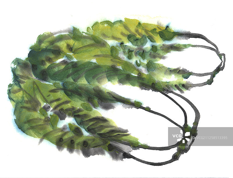中国画水墨画-两棵大白菜图片素材