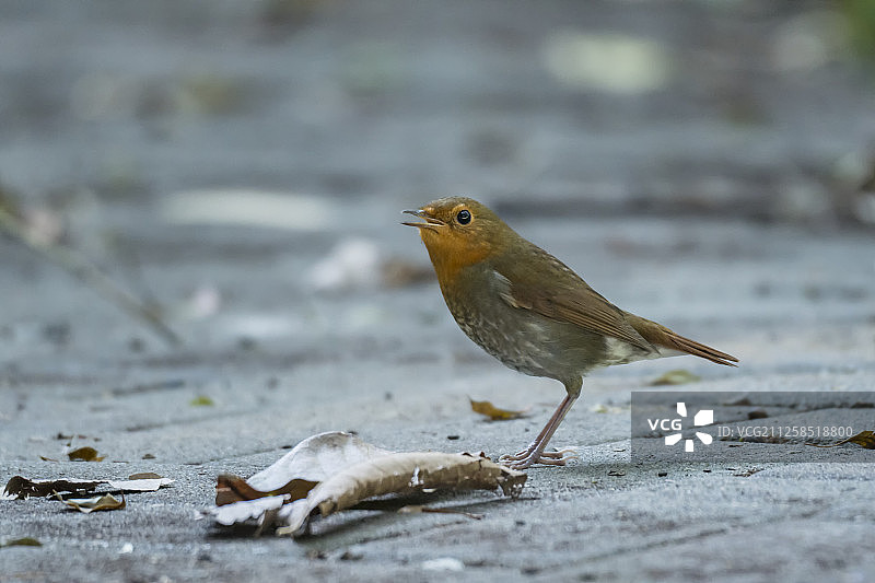 日本歌鸲图片素材