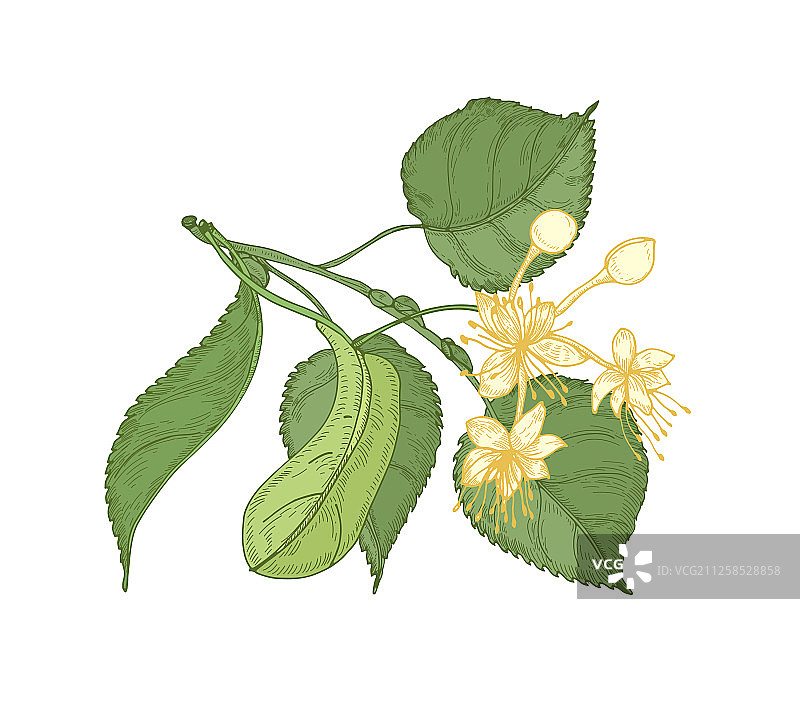 椴树嫩枝的自然细节图图片素材