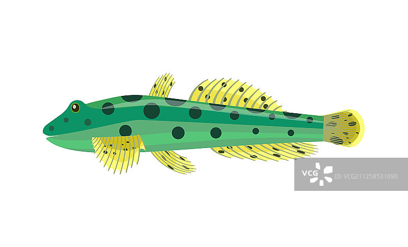 白色背景上的虾虎鱼图片素材