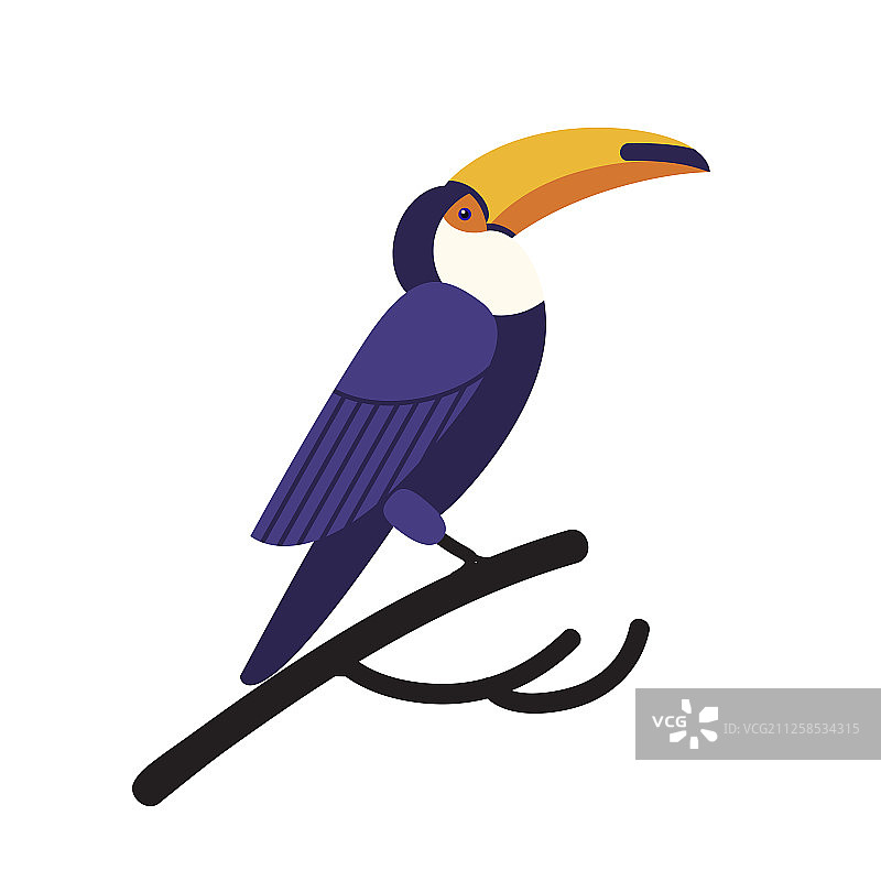 巨嘴鸟，白色背景图片素材