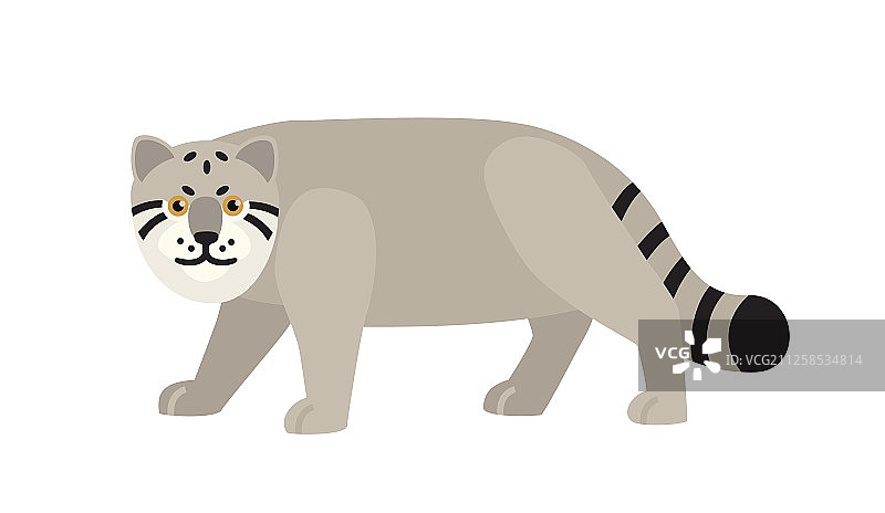 兔狲，白色背景图片素材