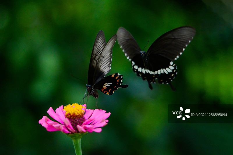 特写花朵上的两只蝴蝶图片素材