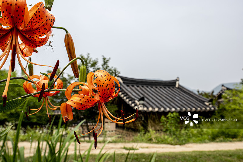 老虎百合图片素材