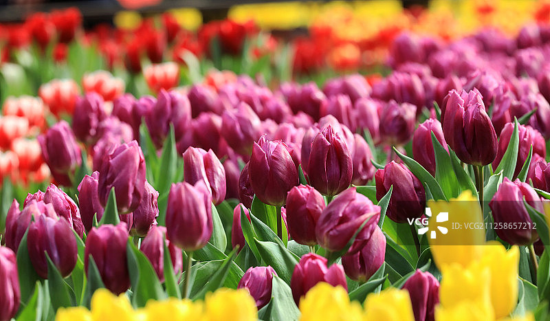 郁金香的特写图片素材