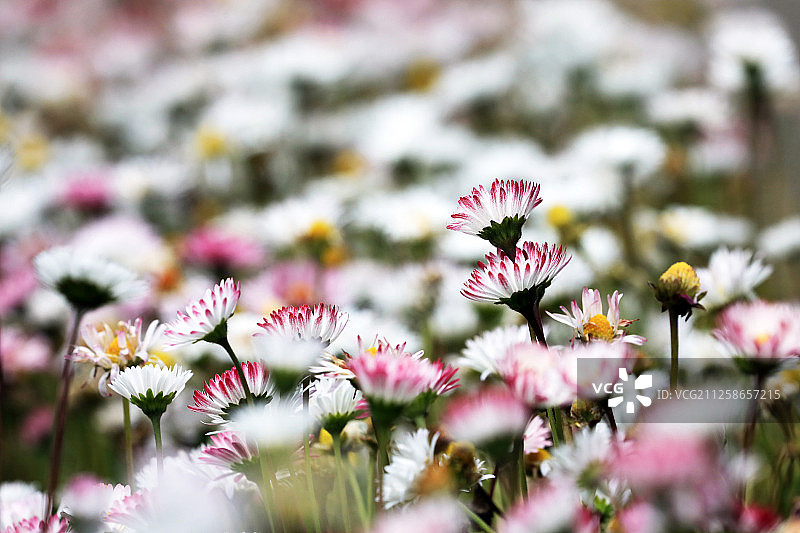 雏菊近照图片素材