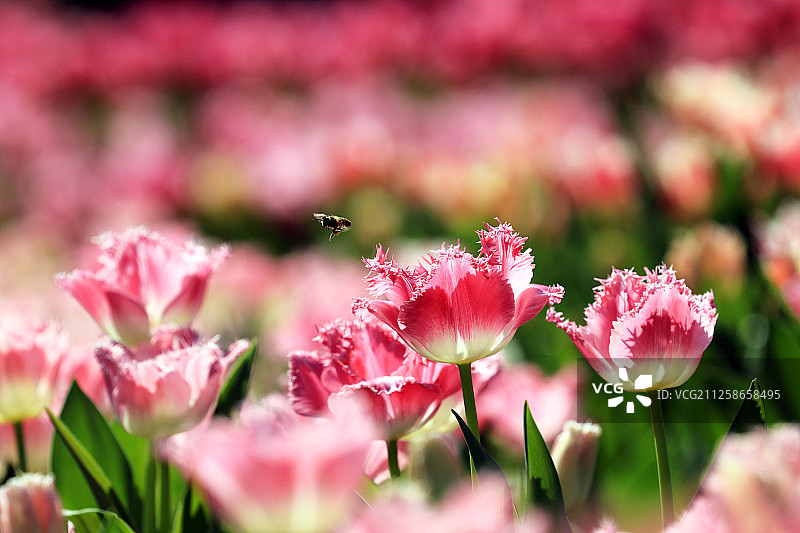 郁金香的特写图片素材