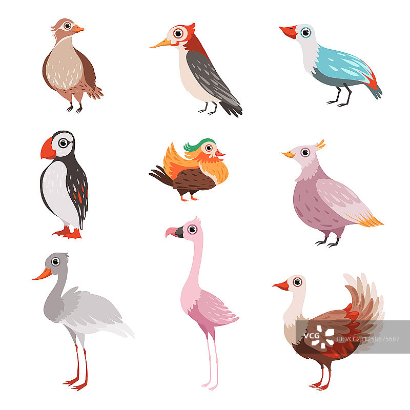 美丽的火烈鸟、海鹦等鸟类合集图片素材