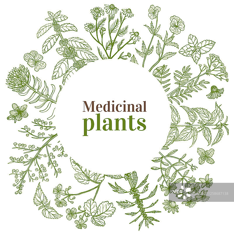 手绘药用植物圆形模板图片素材