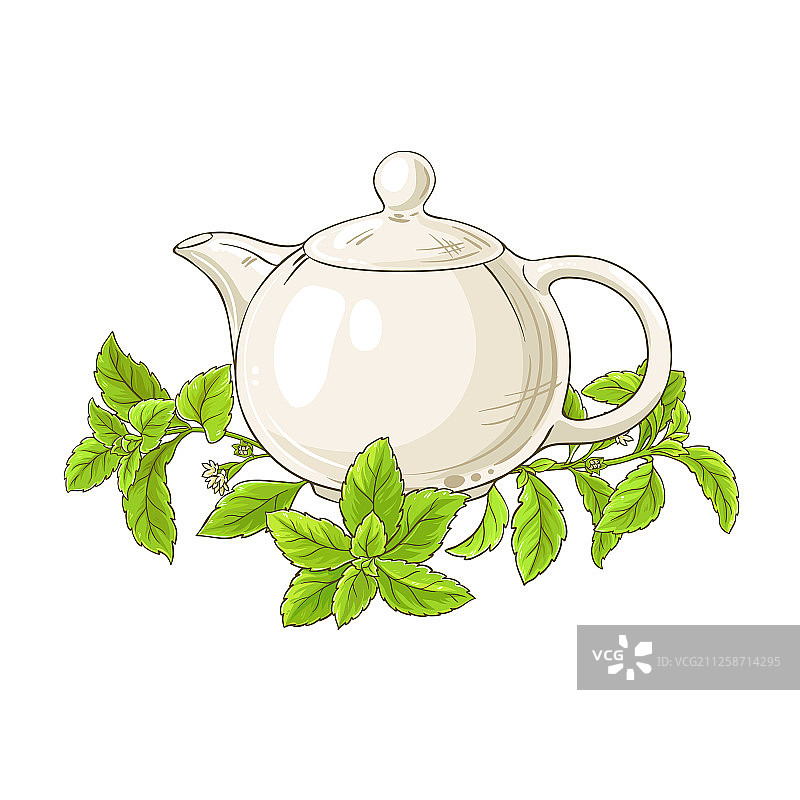 白色背景下的甜菊茶图片素材