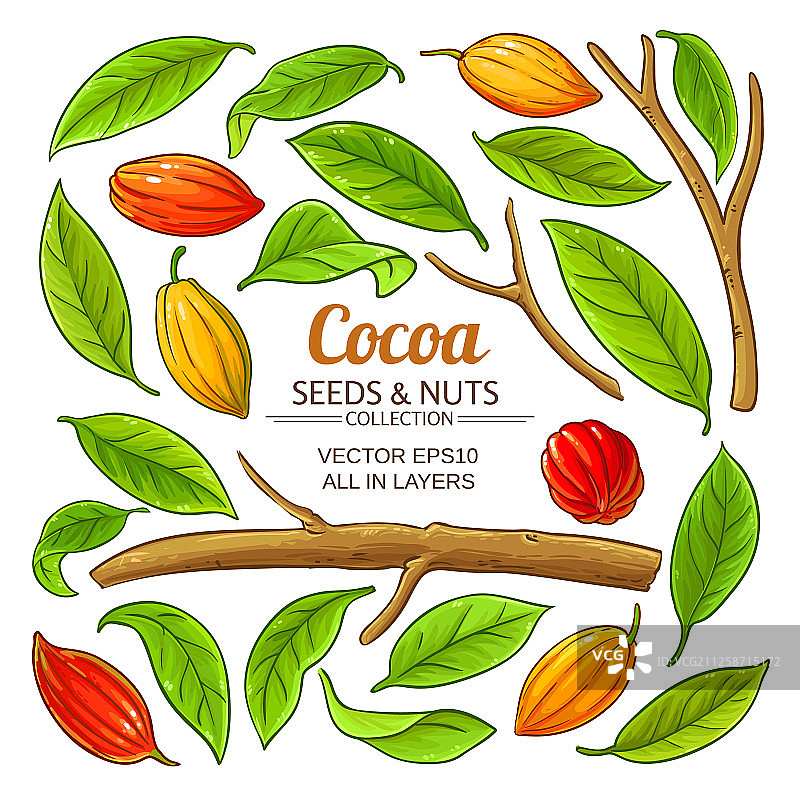 白色背景上的可可植物元素图片素材