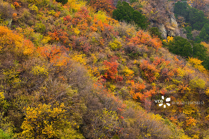 北京香山秋色图片素材