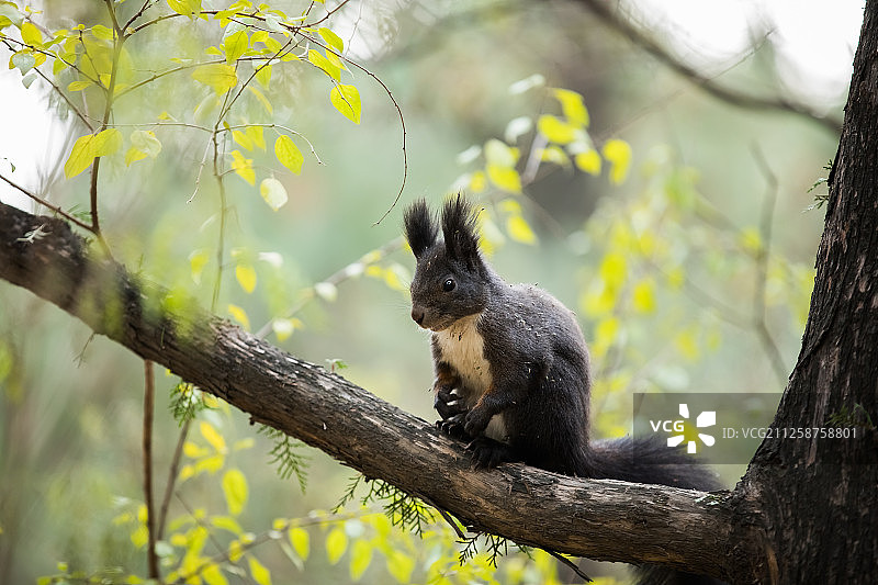 松鼠图片素材