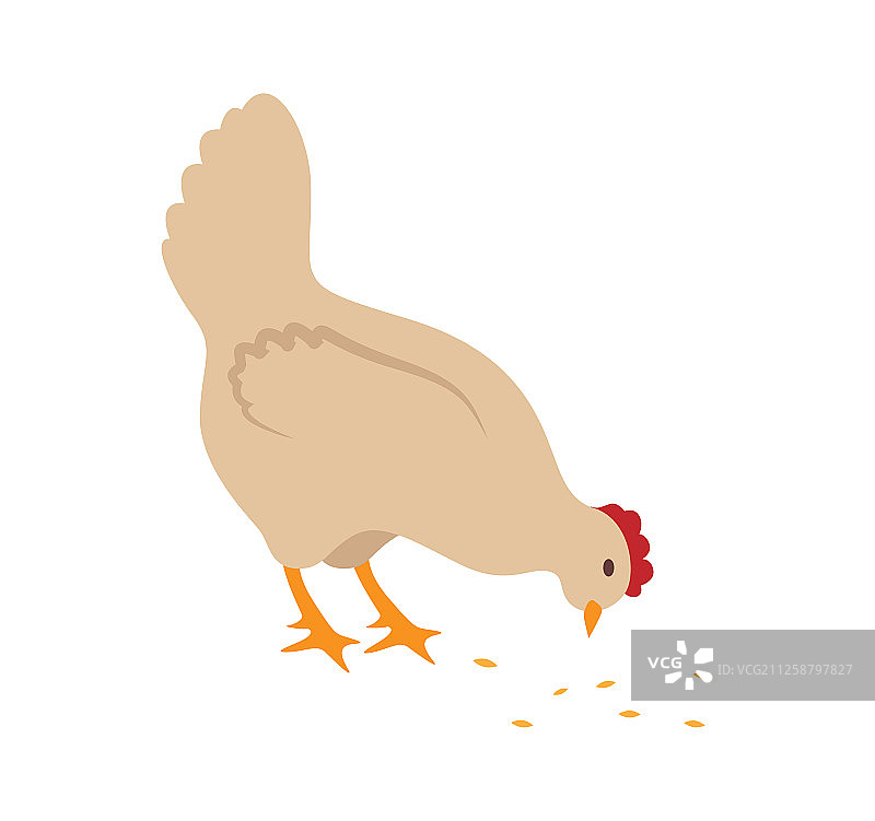 农场上的母鸡特写图片素材