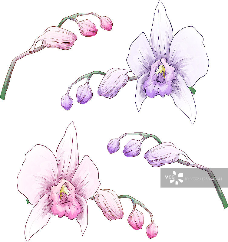 粉红色蝴蝶兰花朵套装图片素材