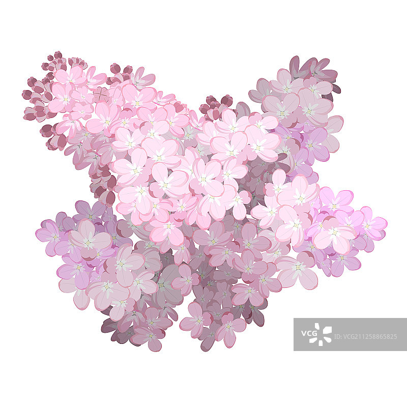 丁香花枝图片素材