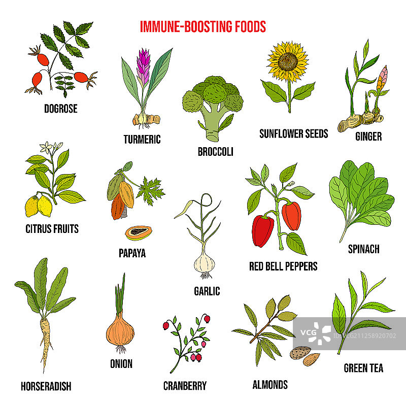 增强免疫力的最佳食物图片素材