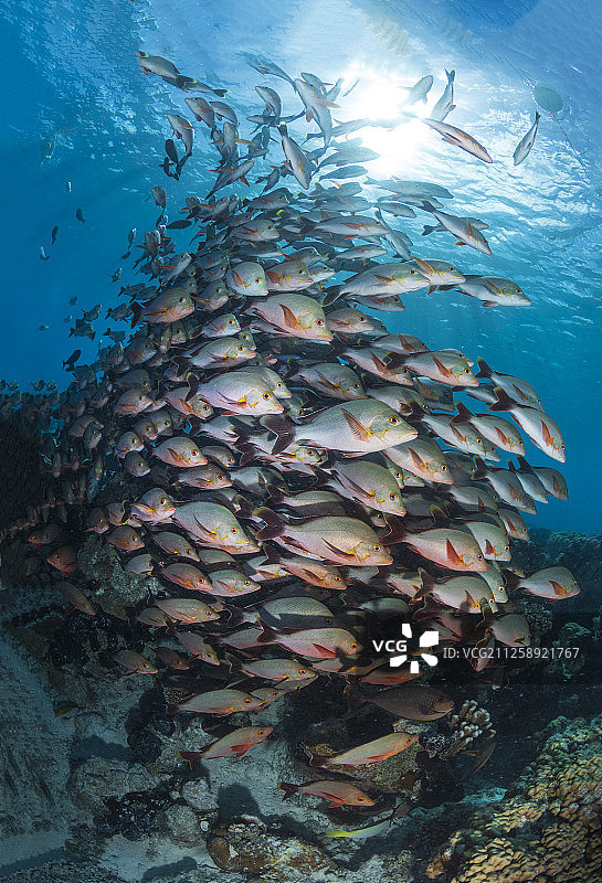 一群桨尾鲷图片素材