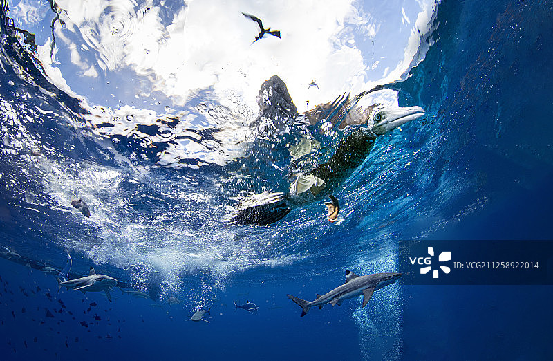 棕色鲣鸟在水面观察水下猎物图片素材