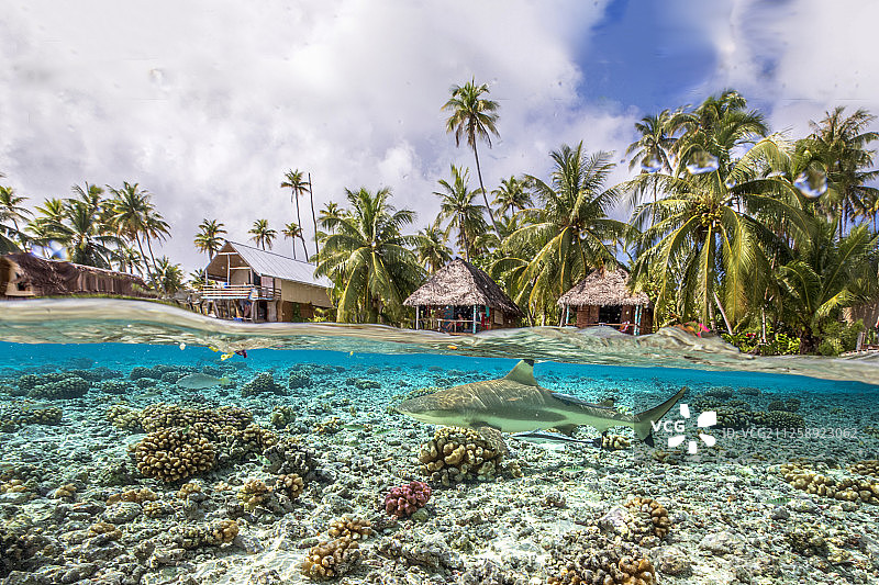 法卡拉瓦水面下的黑鳍礁鲨图片素材