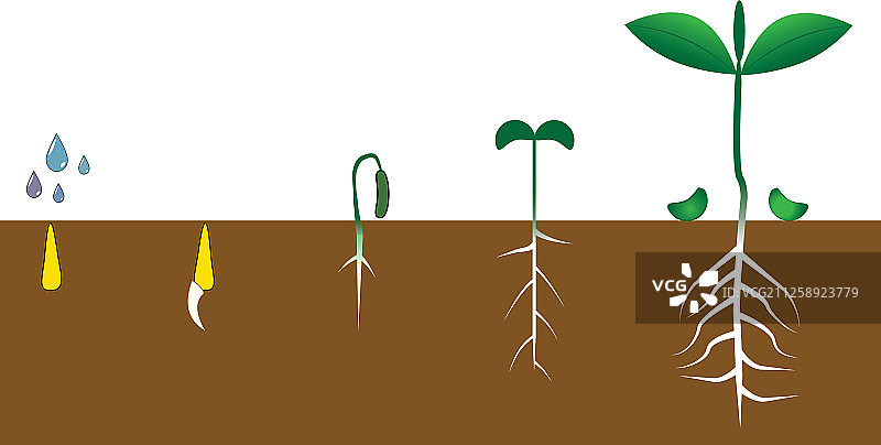 种植树苗园艺信息图图片素材