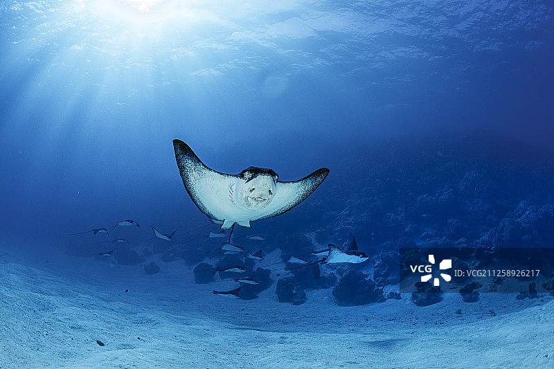 博拉博拉岛的蝠鲼群图片素材