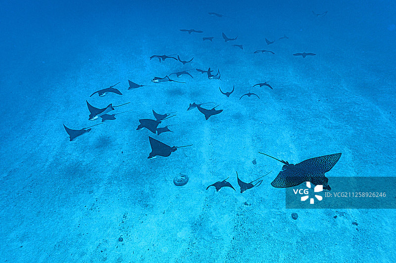 博拉博拉岛的蝠鲼群图片素材