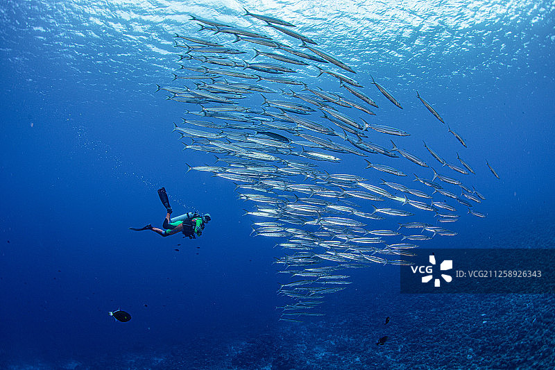 梭鱼群与潜水员图片素材