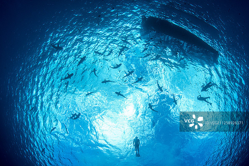 浮潜者被水面上的黑鳍礁鲨包围图片素材