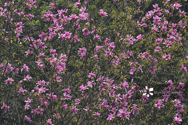 玉兰科，唐家河国家级自然保护区，中国四川省青川县图片素材