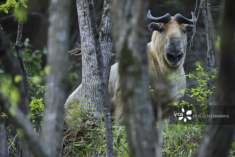 四川或藏族羚牛，唐家河国家级自然保护区图片素材
