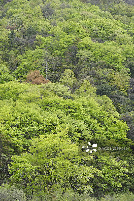 中国四川省青川县唐家河国家级自然保护区的植被景观图片素材