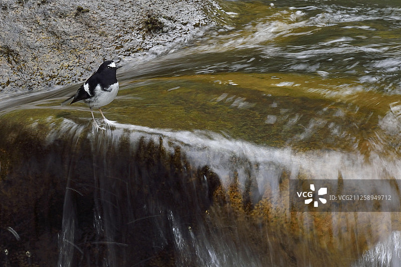 小燕尾，唐家河国家级自然保护区，中国四川省青川县图片素材