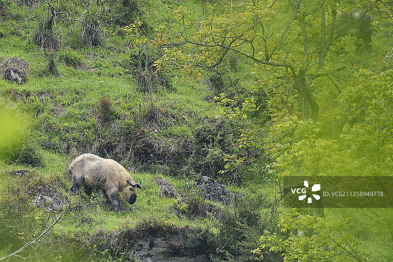 四川或藏族羚牛，唐家河国家级自然保护区图片素材