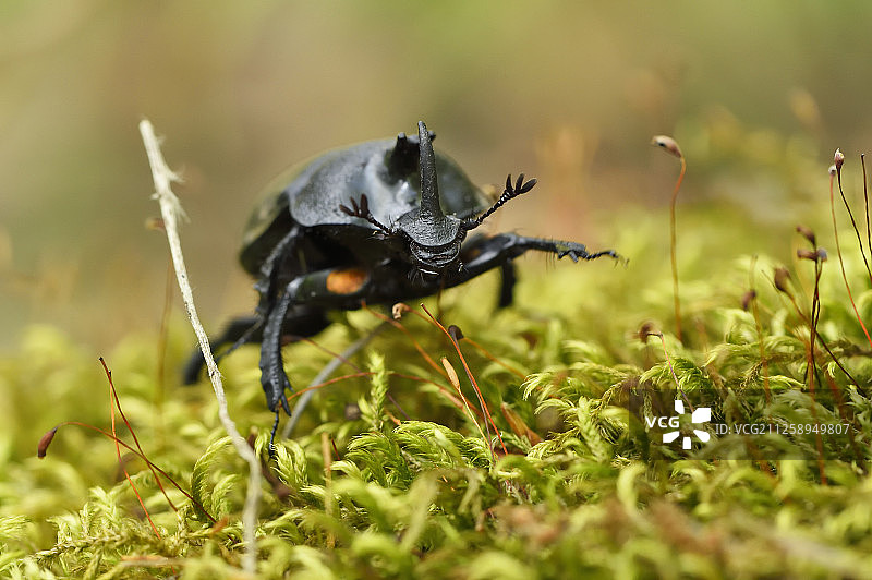 犀金龟,唐家河国家级自然保护区,中国四川省青川县图片素材