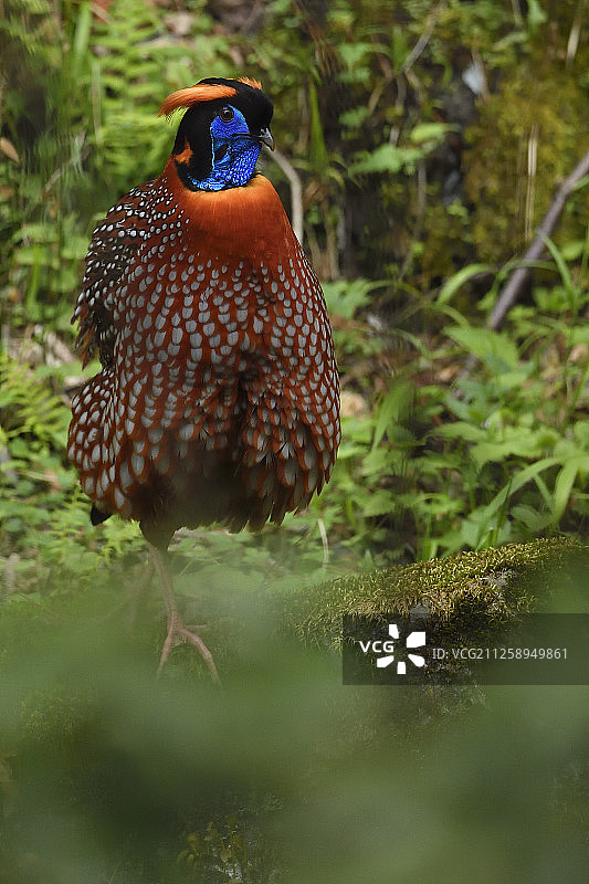 红腹角雉，红腹角雉，唐家河国家级自然保护区，NNR，青川县，四川省，中国图片素材