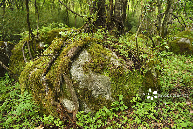 中国四川省青川县唐家河国家级自然保护区，树根和藤本植物图片素材