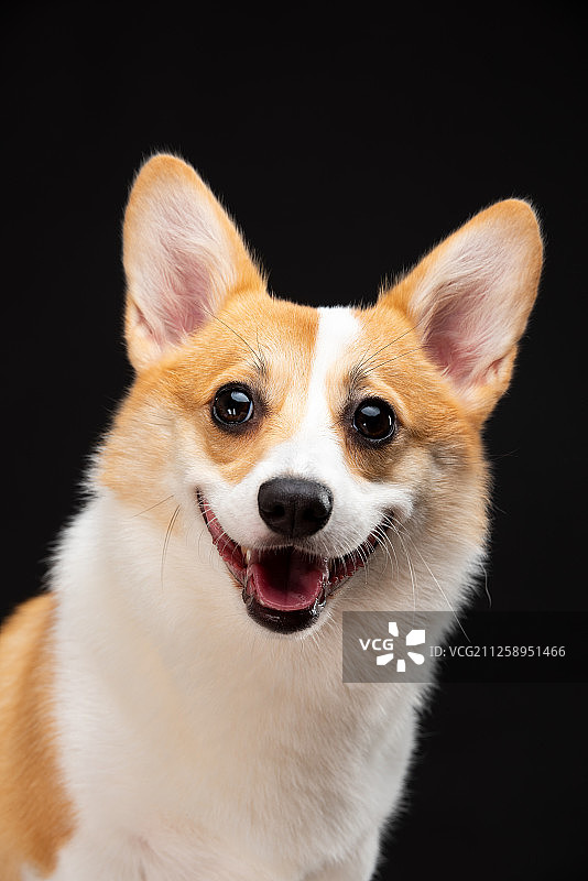 柯基犬图片素材