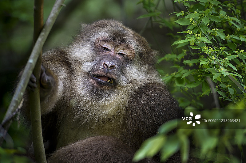 中国四川唐家河自然保护区内的藏猕猴图片素材
