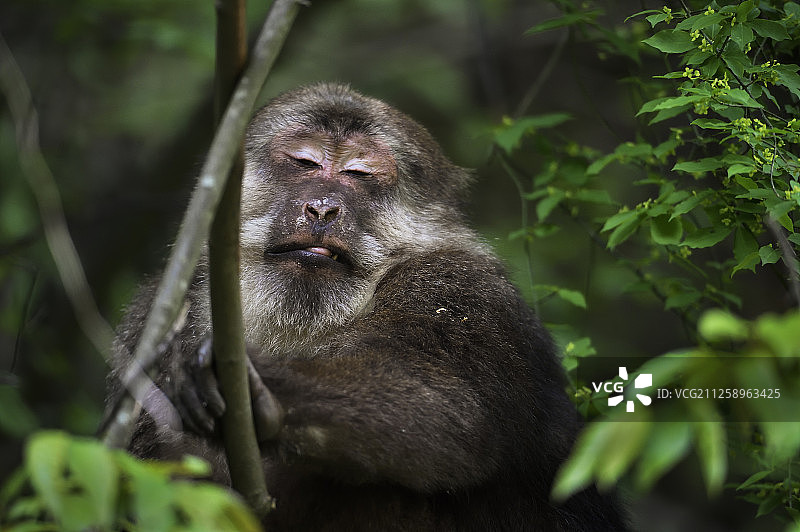中国四川唐家河自然保护区内的藏猕猴图片素材