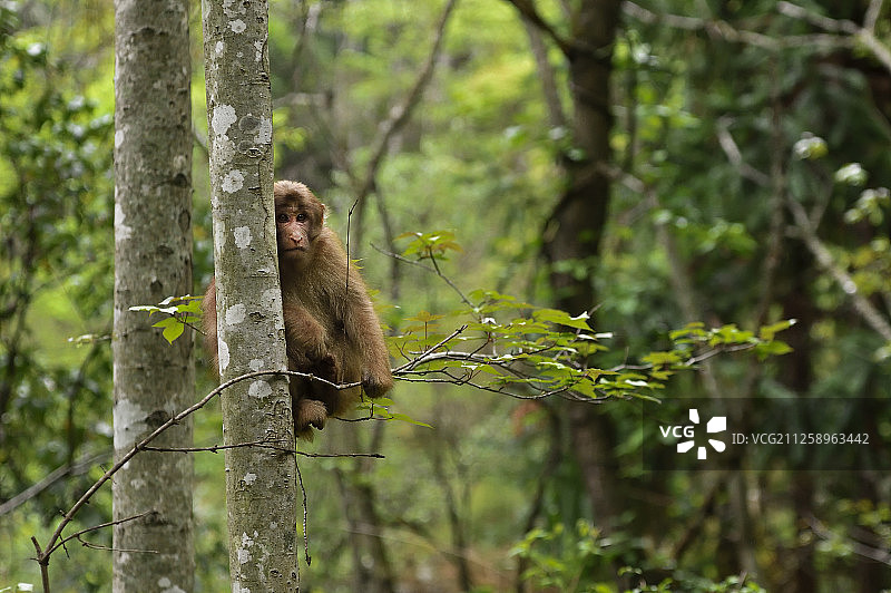 中国四川唐家河自然保护区内的藏猕猴图片素材