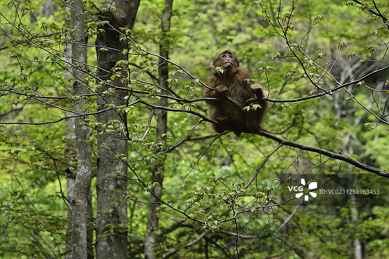 中国四川唐家河自然保护区内的藏猕猴图片素材