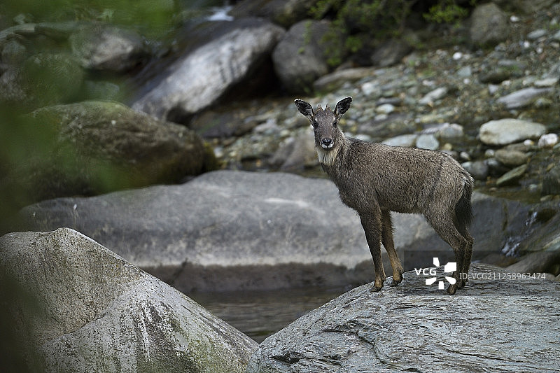 中国四川省唐家河国家级自然保护区的中华鬣羚图片素材