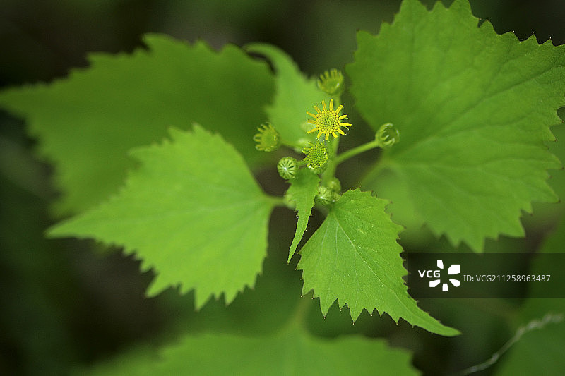 植物，唐家河国家级自然保护区，四川省图片素材