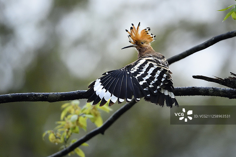 戴胜鸟，唐家河国家级自然保护区，四川省，中国图片素材