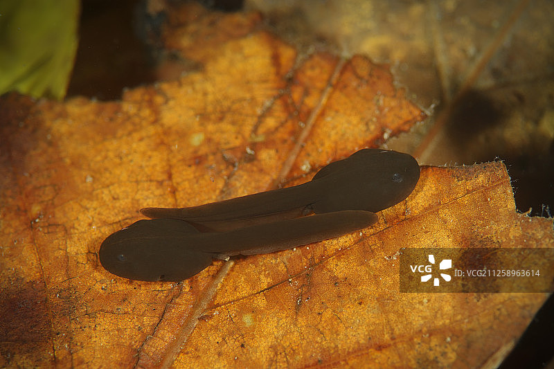 中国四川唐家河国家级自然保护区蝌蚪图片素材