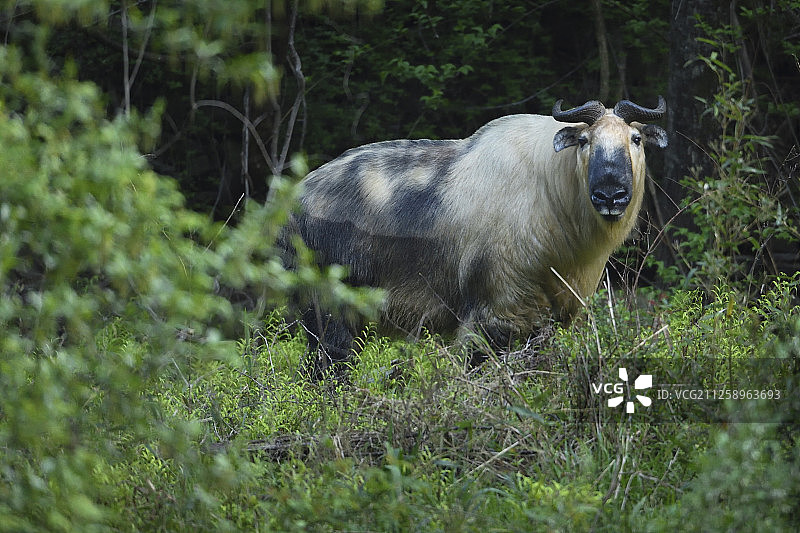 中国四川唐家河国家级自然保护区扭角羚图片素材